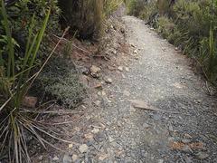 Pittosporum anomalum