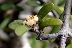 Pittosporum anomalum