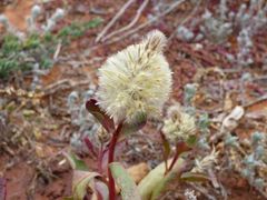 Ptilotus nobilis