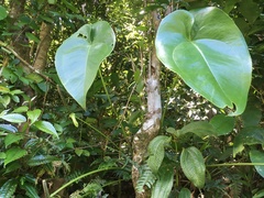 Anthurium cordatum