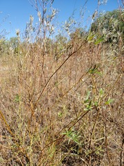 Salix melanopsis