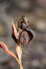 Pterostylis boormanii