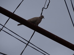 Streptopelia decaocto