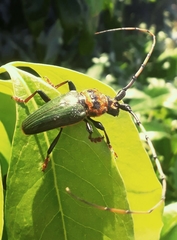 Retrachydes thoracicus