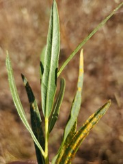 Salix melanopsis