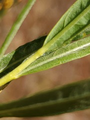 Salix melanopsis