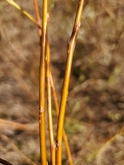 Salix melanopsis