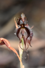 Pterostylis boormanii
