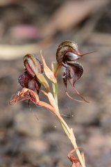 Pterostylis boormanii