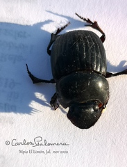 Dichotomius amplicollis