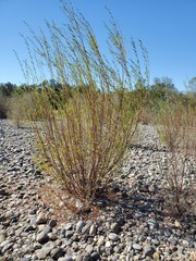Salix melanopsis