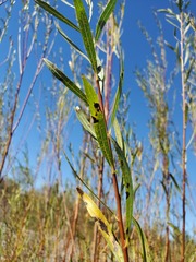 Salix melanopsis