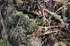 Coryphantha nickelsiae