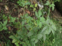 Sanicula trifoliata