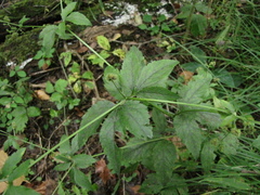 Sanicula trifoliata
