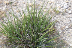 Hesperaloe funifera