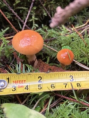 Lactarius luculentus
