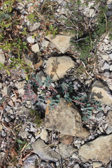 Euphorbia johnstonii