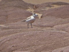 Charadrius marginatus arenaceus