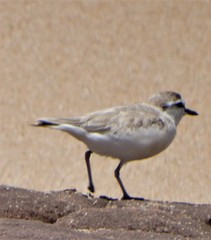 Charadrius marginatus arenaceus