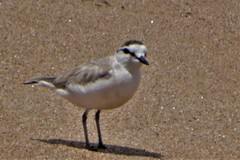 Charadrius marginatus arenaceus