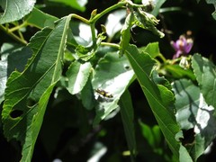 Tragiscoschema amabile