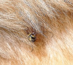 Tragiscoschema amabile