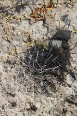 Coryphantha salinensis