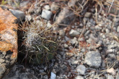 Coryphantha salinensis