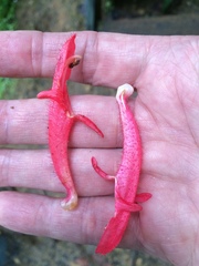 Columnea scandens