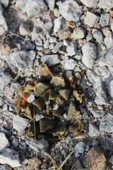 Ariocarpus trigonus