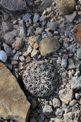 Coryphantha salinensis