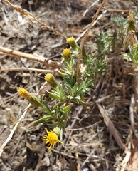 Heterotheca oregona