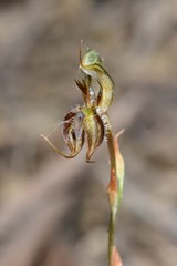 Pterostylis setifera