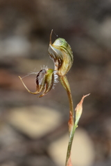 Pterostylis setifera