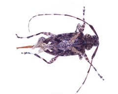 Oedopeza ocellator