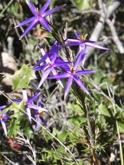 Calectasia intermedia