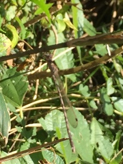 Indolestes peregrinus