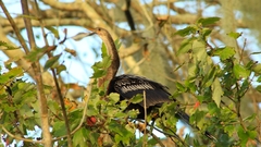 Anhinga