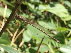 Indolestes peregrinus