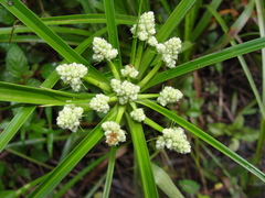 Cyperus luzulae
