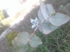 Eucalyptus cinerea