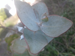 Eucalyptus cinerea