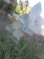 Eucalyptus cinerea
