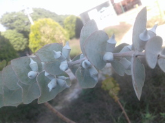 Eucalyptus cinerea
