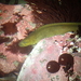 Rock Eel - Photo (c) passiflora4, some rights reserved (CC BY-NC), uploaded by passiflora4