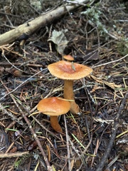 Lactarius luculentus