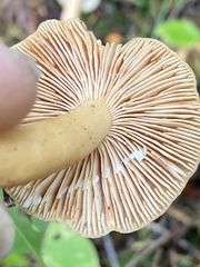 Lactarius luculentus