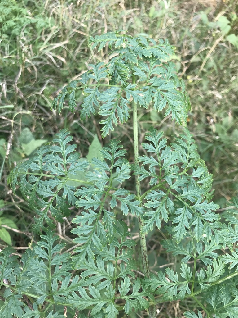 Poison Hemlock (Noxious Weeds of Colorado) · iNaturalist