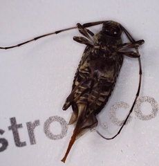 Oedopeza ocellator